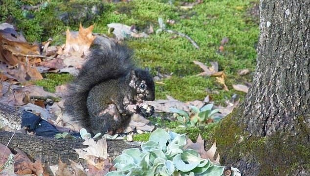 abdde urkuten goruntu zombi sincaplar bahcelere dadandi 8Wrs4KNk