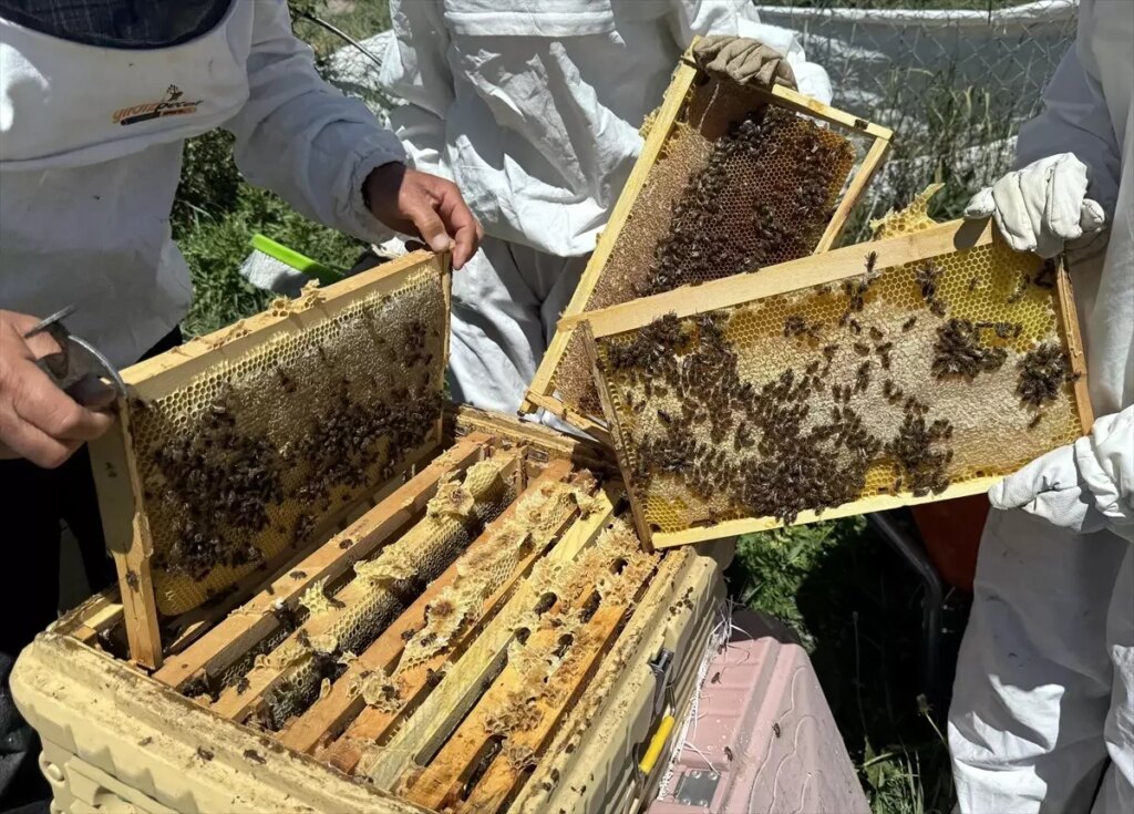 ardahan cicek balinda bereketli hasat LkL91WPW