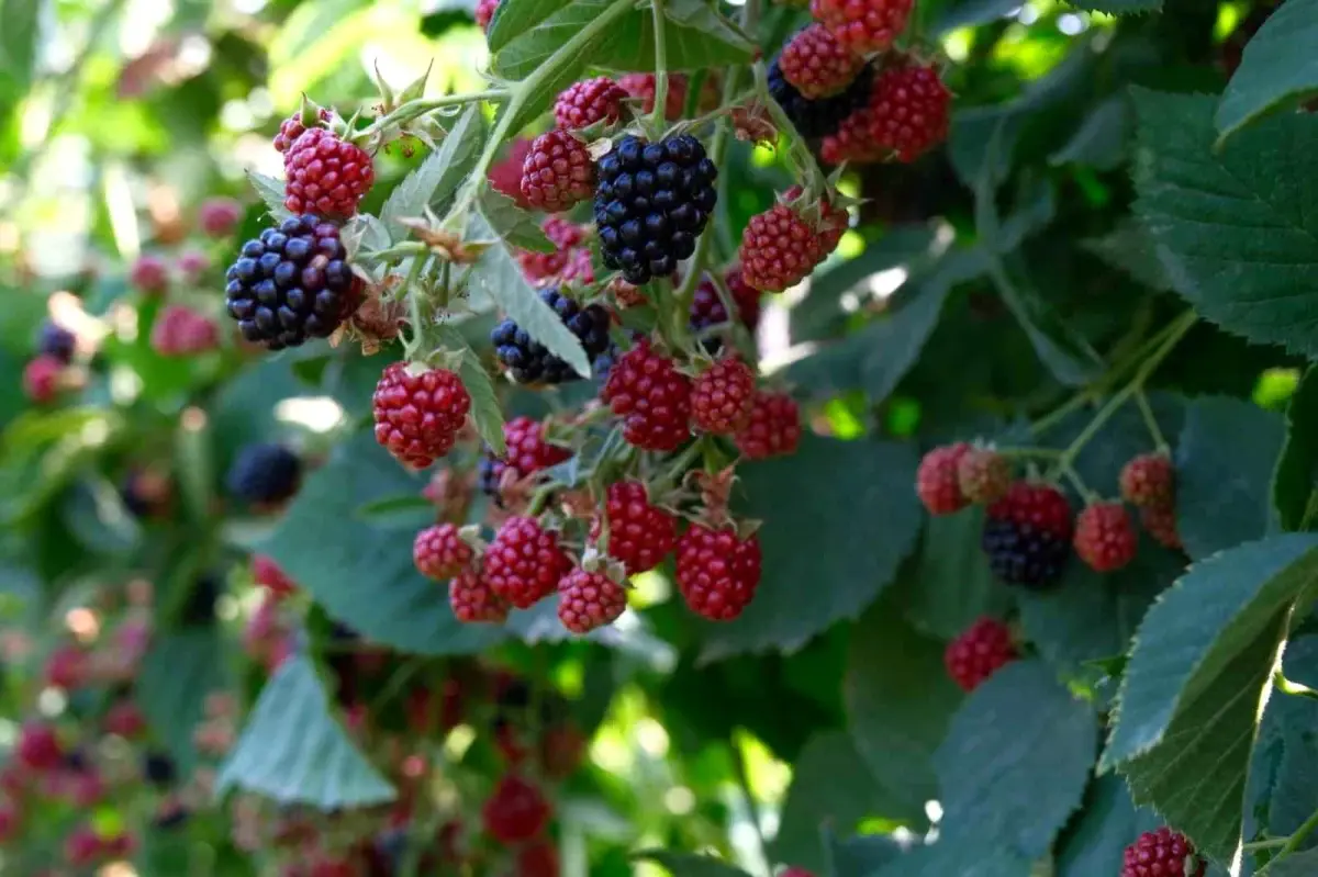 kestelde bogurtlen hasadi basladi ews9GHsJ