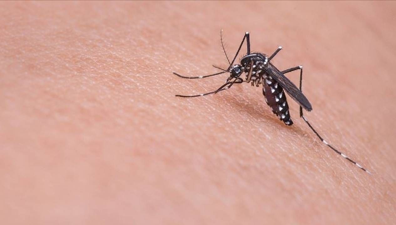 sivrisinekle bulasan virus her 10 kisiden biri oluyor e1Rh31EQ