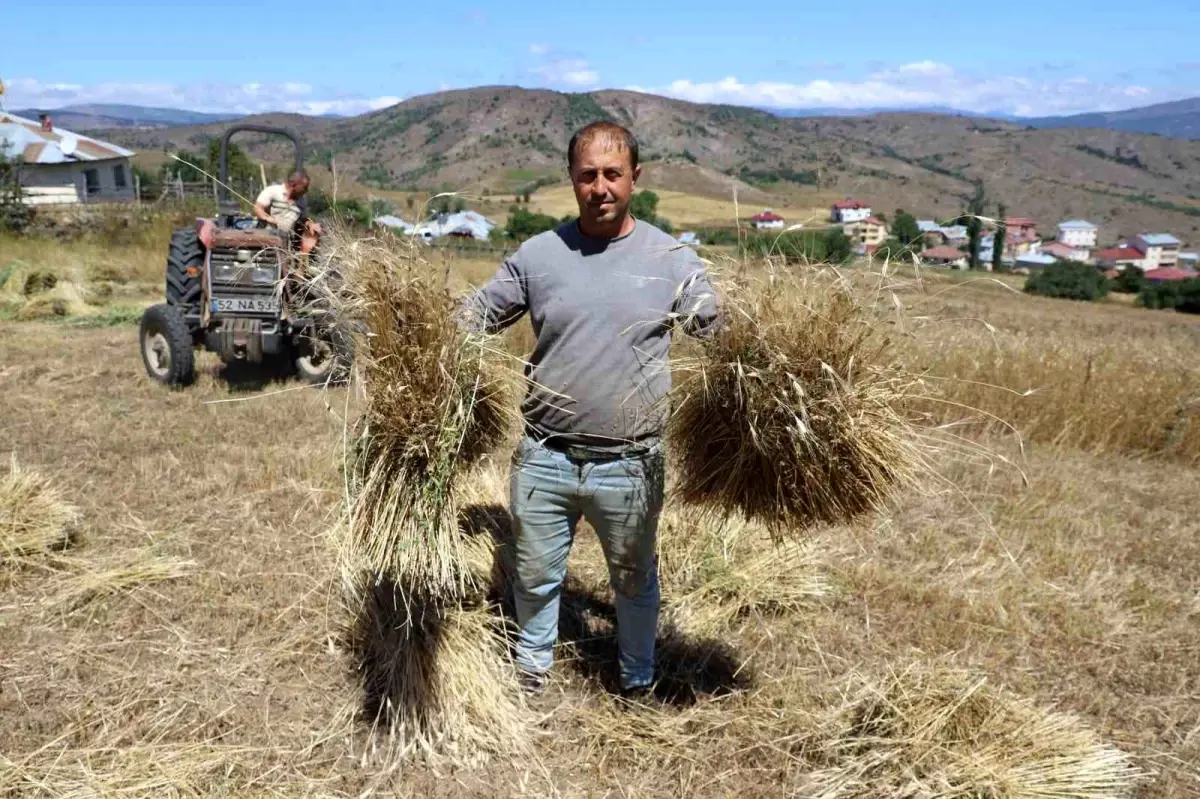 siyez bugdayi uretimi orduda yuzde 1500 artti kFVaAUAZ