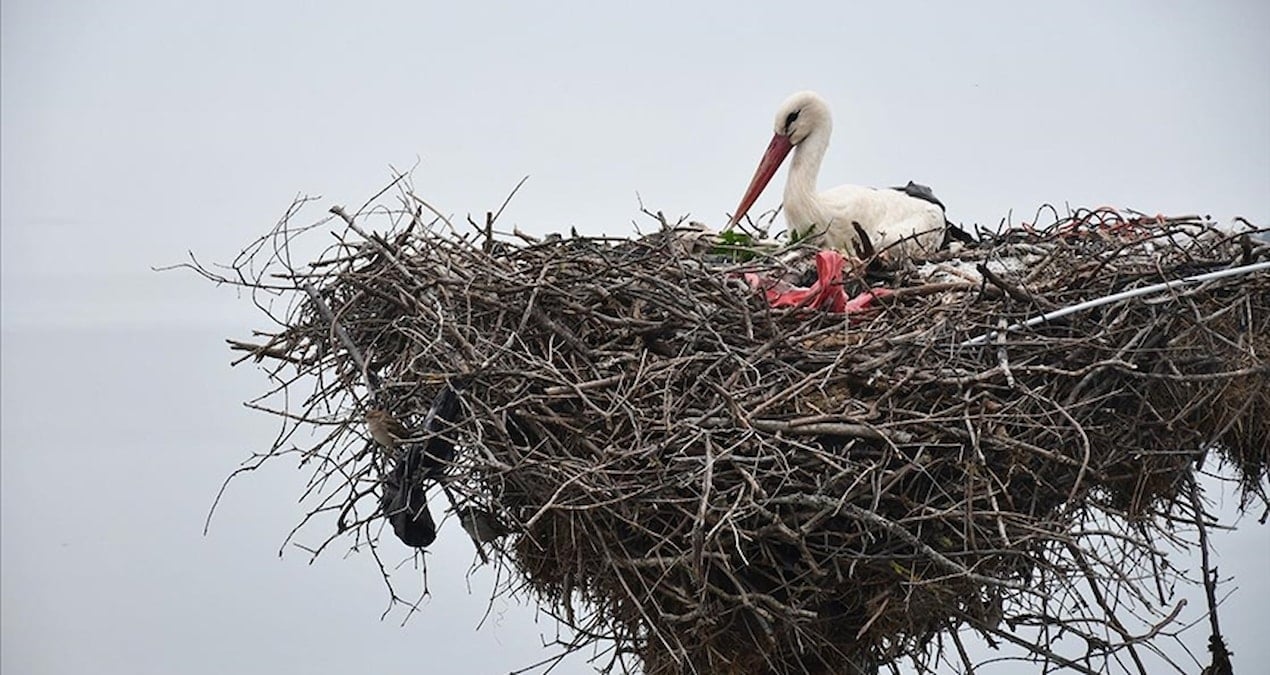 yaren leylek depremi saniyeler oncesinde boyle hissetti jyNmNdlN