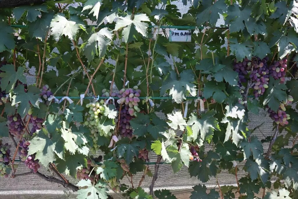 ahiska turku cift ukraynadan getirdigi fidanlarla erzincanda 70 cesit uzum yetistiriyor a3Wq71zE