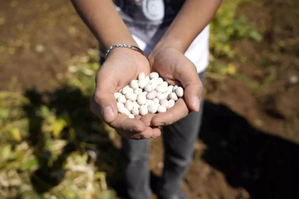 kelkit seker fasulyesi hasadi basladi jVkRflK1