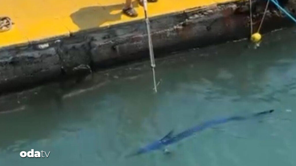 mavi yelken baligini vurana ceza DItFGbcE