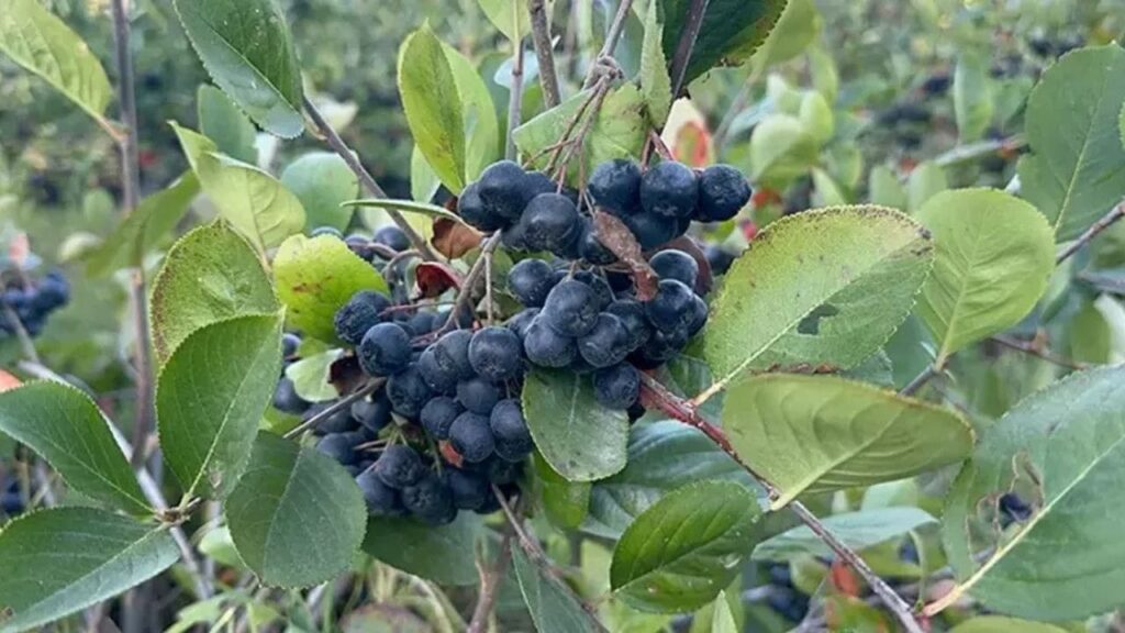 bayburtta super meyve aronya sevinci i4dJPdNX