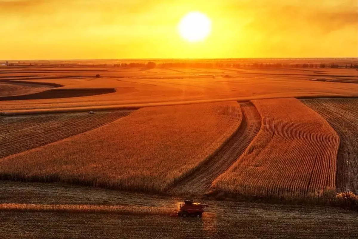 cinde sonbahar hasadi hizla devam ediyor 6myFdI5a.jpg