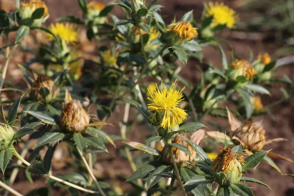 kocaeli universitesinde aspir bitkisi hasadi e1kWuNcv