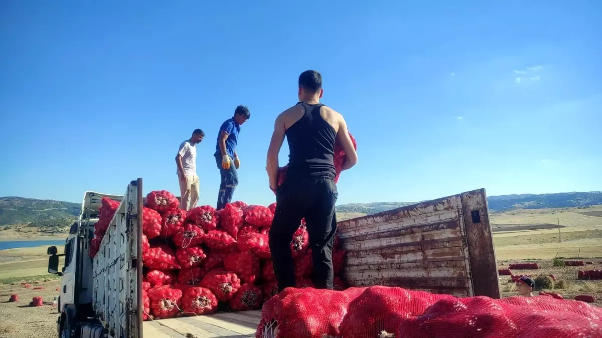 yozgatta sogan hasadi imece usuluyle yapiliyor zUjzx4wH.jpg