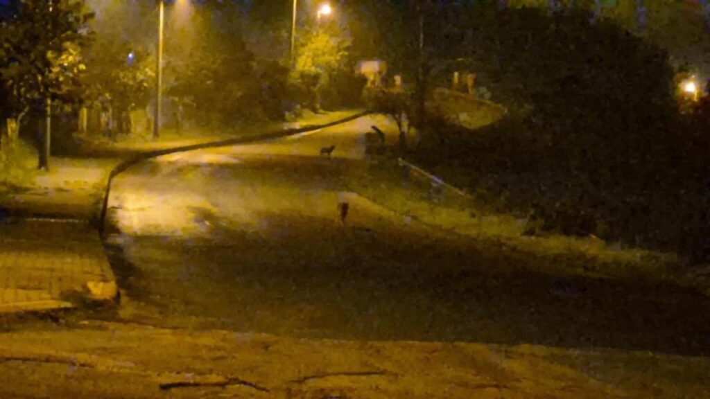 cakallar sehir merkezini mesken tuttu ZjB9ZPOy.jpg