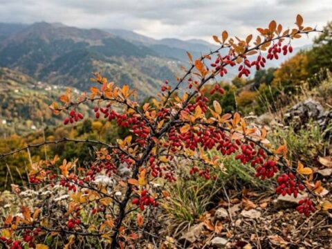 “Kadın Tuzluğu” Nedir? Berberis Vulgaris Bitkisinin Sağlık Faydaları