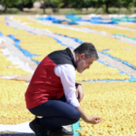 Malatya kayisisinda bereket 3Q3KRgrV