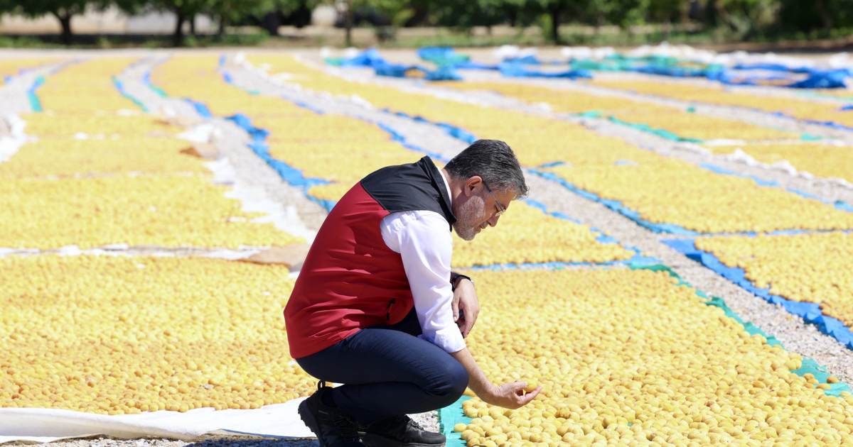 Malatya kayisisinda bereket 3Q3KRgrV